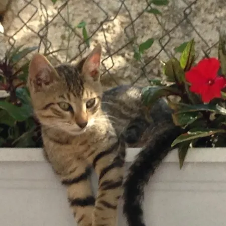 Ambiente Mit Pool * Mimice