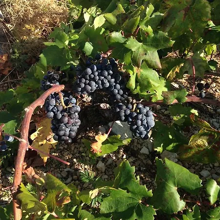 Ambiente Mit Pool 公寓